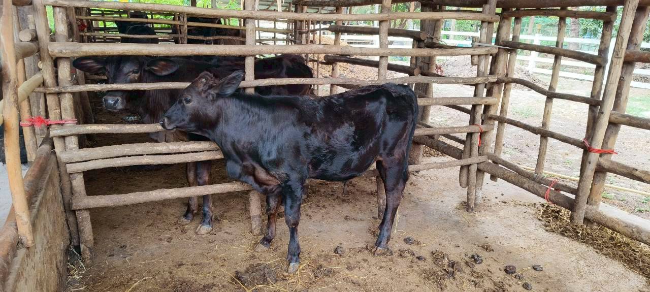 title - เลขาธิการ ส.ป.ก. ตรวจเยี่ยม ส.ป.ก.ยโสธร และลงพื้นที่ตรวจเยี่ยมกลุ่มวิสาหกิจชุมชนโคขุนหนองแหน และศูนย์ต้นแบบเกษตรทฤษฎีใหม่ในเขตปฏิรูปที่ดิน (นายสุริยา  หงษ์ลอยวงษ์) จังหวัดยโสธร